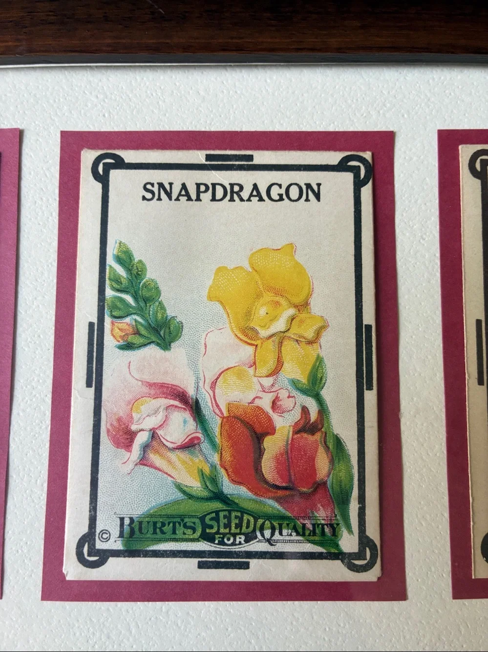 Vintage Burt’s Seed Packet Wall Art | Framed Botanical Kitchen Decor | Cottage